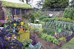 The Growing Tastes Allotment Garden /   